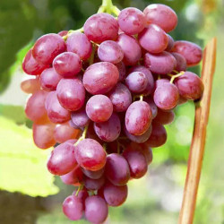 Саджанці винограду Софія