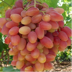 Саджанці винограду Юліан