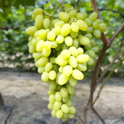 Саджанці винограду Алекса