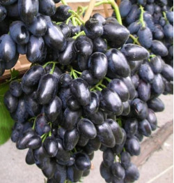 Саджанці винограду Надія АЗОС