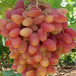 Саджанці винограду Юліан