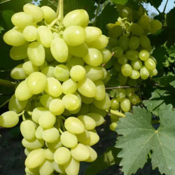 Саджанці винограду Августін