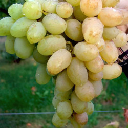 Саджанці винограду Богатяновський