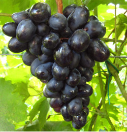 Саджанці винограду Краса Балок