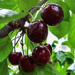 Саджанці вишні Чорнокорка