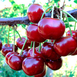 Саджанці вишні Гріот Подбєльського