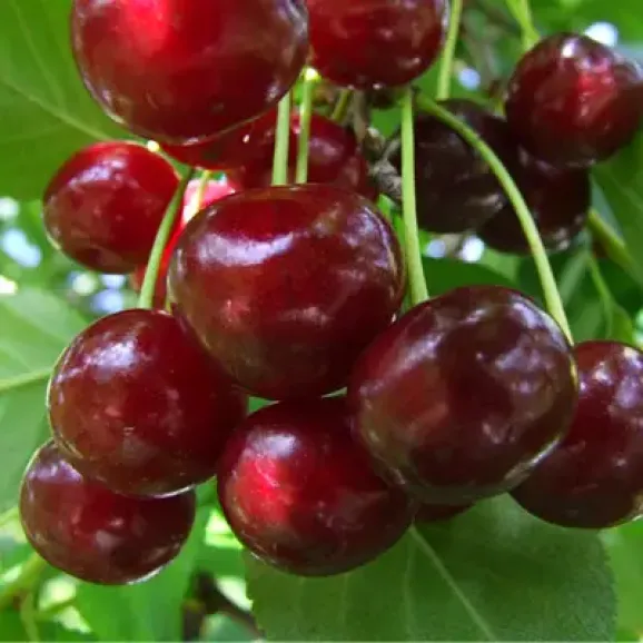 Саджанці вишні Солідарність