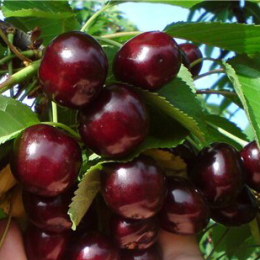 Саженцы вишни Источник