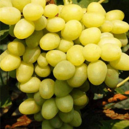 Саджанці винограду Гарольд