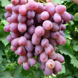 Саджанці винограду Ризамат