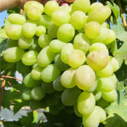 Саджанці винограду Благовіст