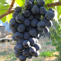 Саджанці винограду Страшенський