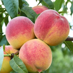 Саджанці персика Авалон Прайд