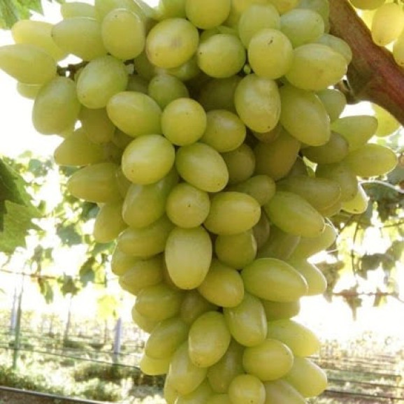 Саджанці винограду Століття