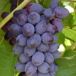 Саджанці винограду Юпітер