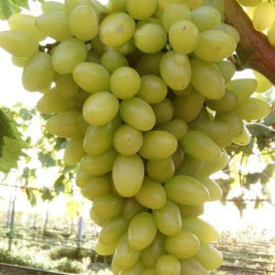 Саджанці винограду Століття