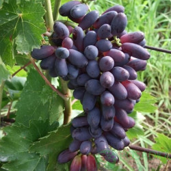 Саджанці винограду Яся