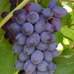 Саджанці винограду Юпітер