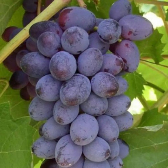 Саджанці винограду Юпітер
