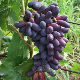 Саджанці винограду Яся