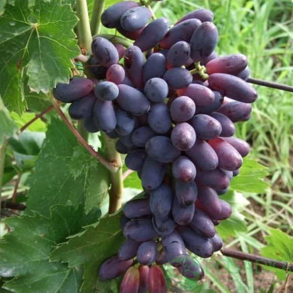 Саджанці винограду Яся