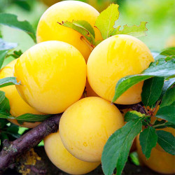 Саджанці сливи Біла Медова