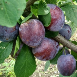 Саджанці сливи Кабардінка