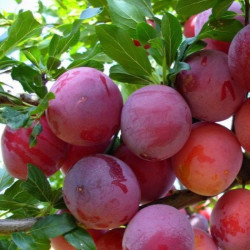 Саджанці сливи Опал