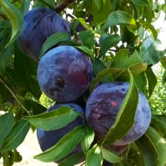 Саджанці сливи Блек Стар