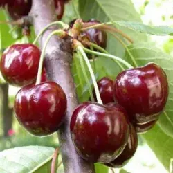 Саджанці черешні Ферровія