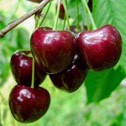 Саженцы черешни Регина