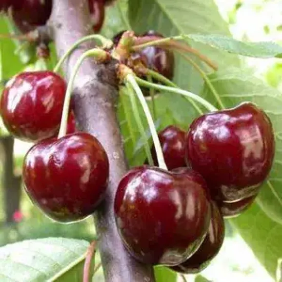 Саджанці черешні Ферровія