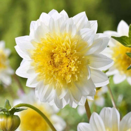 Клубни георгины Freya's Paso Doble