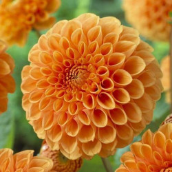 Бульби жоржини Sylvia (Maren)