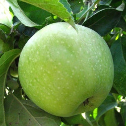 Саджанці яблуні Симиренко