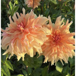 Бульби жоржини Big Brother