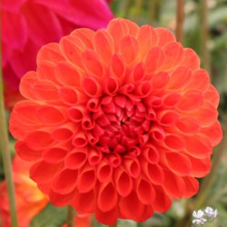 Клубни георгины Manderino