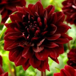 Клубни георгины Dark Fubuki