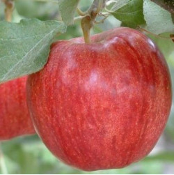 Саджанці яблуні Гала