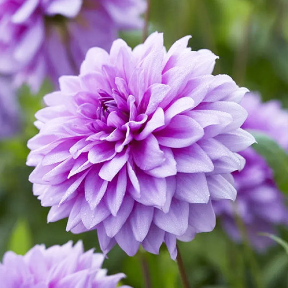 Бульби жоржини Blue Boy