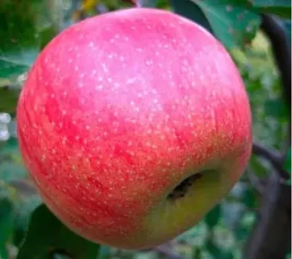 Саджанці яблуні Бребурн