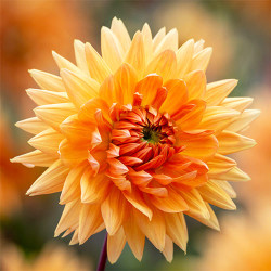 Бульби жоржини Noordwijks Glorie