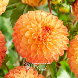 Клубни георгины Souvenir d‘Ete