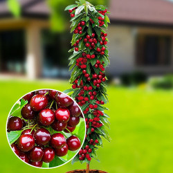 Саджанці черешні колоновидної Сільвія