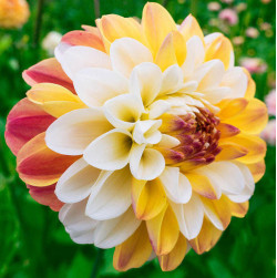 Бульби жоржини Double Jill