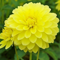 Клубни георгины Melody Latin