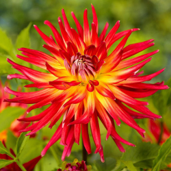 Клубни георгины Bora Bora