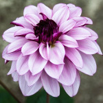 Бульби жоржини Creme de Cassis