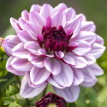 Бульби жоржини Creme de Cassis