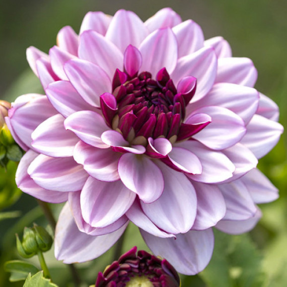 Бульби жоржини Creme de Cassis